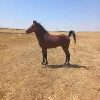 کره اسب نریان دونیم ساله