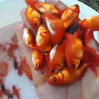 ماهی برای طعمه گیری