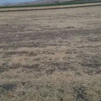 اجاره زمین برای پیاز