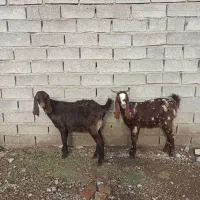 دوراس بزغاله