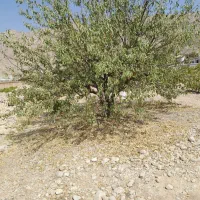 فروش-باغچه-650متر-بر-افتاب