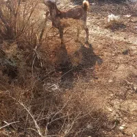 بز نر چاق وشرط سالم|حیوانات مزرعه|حمیدیه, |دیوار