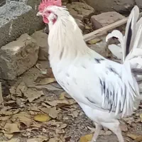 خروس محلی گلین|حیوانات مزرعه|قروه, |دیوار