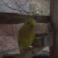 مرغ عشق سخن گوه نر1عدد