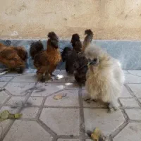 تخم نطفه دار ابریشمی|حیوانات مزرعه|هشتگرد, شهرک بعثت|دیوار