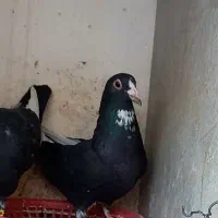 کبوتر.کفتر.پلنگ .زرد دم سفید