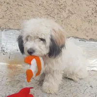 سگ خونگی فروشی فوری|سگ|اسلام‌شهر, صادقیه|دیوار