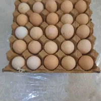 تخم مرغ مرندی نطفه دار اصل با درصد نطفه ۹۰ درصد