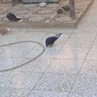 سوسنگرد دم سفیدات