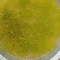 سمنو خانگی فقط با جوانه گندم اورگانیک ماهدشت|خوردنی و آشامیدنی|ماهدشت, |دیوار