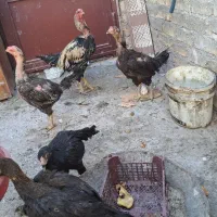 مرغ و خروس لاری|حیوانات مزرعه|قم, شهرک مهدیه (مدرس)|دیوار