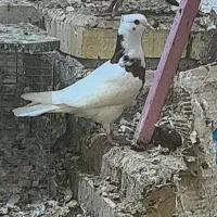 جوجه طوقی