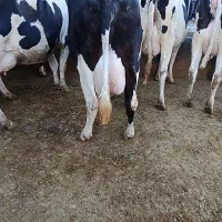گاو