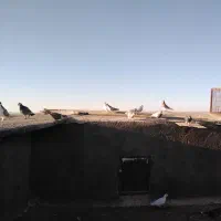 کفتر برشی|پرنده|جلگه رخ, |دیوار