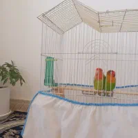 طوطی برزیلی|پرنده|مریوان, |دیوار