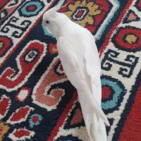 عروس هلندی البینو نر بالغ سن یک سال ۴ ماه