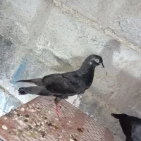 کفتر|پرنده|میناب, |دیوار
