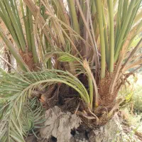 پاجوش نخل برحی