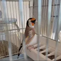 سهره نر|پرنده|ساوه, |دیوار