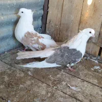 دوبالی درشت|پرنده|شاهرود, |دیوار