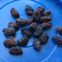 فروش کشمش.سایه خشک. الوبخارا.سنجد|خوردنی و آشامیدنی|ملایر, |دیوار