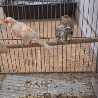 جفت قناری طوطی کوتوله فنچ سهره عروس هلندی|پرنده|خمینی‌شهر, |دیوار