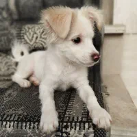 سگ اشپیتز|سگ|قم, شهرک فاطمیه|دیوار