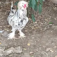 مرغ و خروس