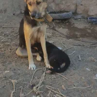 واگذاری سگ ژرمن ماده|سگ|شاهرود, |دیوار