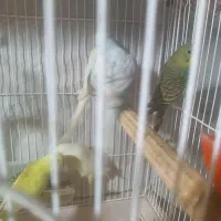 مرغ عشق|پرنده|جیرفت, |دیوار