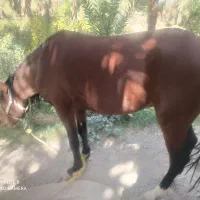 قیمت 100میلیون با این تماس بگیرید