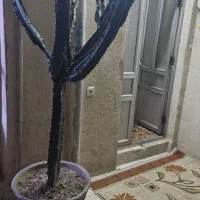 کاکتوس