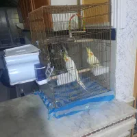 عروس هلندی نر و ماده