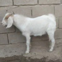 بز نر وماده|حیوانات مزرعه|بندر ماهشهر, |دیوار