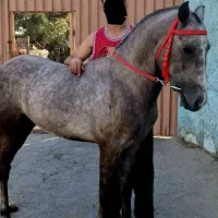 اسب نریون کرد خالس