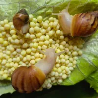 تخم حلزون تازه