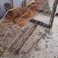 مرغ جوان و سرحال وغبراق معاوصه بادوتا جوجه