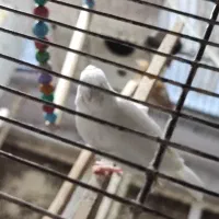 نرگسی نر چشم قرمز|پرنده|مشهد, گلشور|دیوار