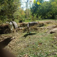 الاغ باربری 3 ساله و 6 ساله|حیوانات مزرعه|شیروان (خراسان), |دیوار