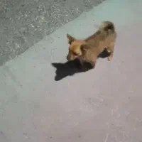 سگ پامر