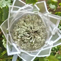 گل جاودان(دسته ای و باکسی)کادویی
