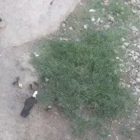اردک اسرائیلی