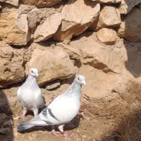 کبوتر موریس خرید و فروش|پرنده|کازرون, |دیوار