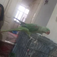 شاه طوطی تمیز|پرنده|بندر ترکمن, |دیوار