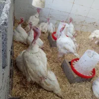 فروش بوقلمون زنده|حیوانات مزرعه|رشت, شهرک صنعتی|دیوار