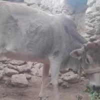 گوساله|حیوانات مزرعه|قشم, |دیوار