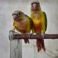 طوطی گرینچیک با قرمزی عالی|پرنده|مهریز, |دیوار