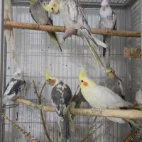 عروس هلندی