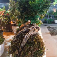 ارکیده ابلق|گل و گیاه طبیعی|ارومیه, |دیوار