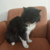 گمشده|حیوانات|مشهد, توس (بلوار توس)|دیوار